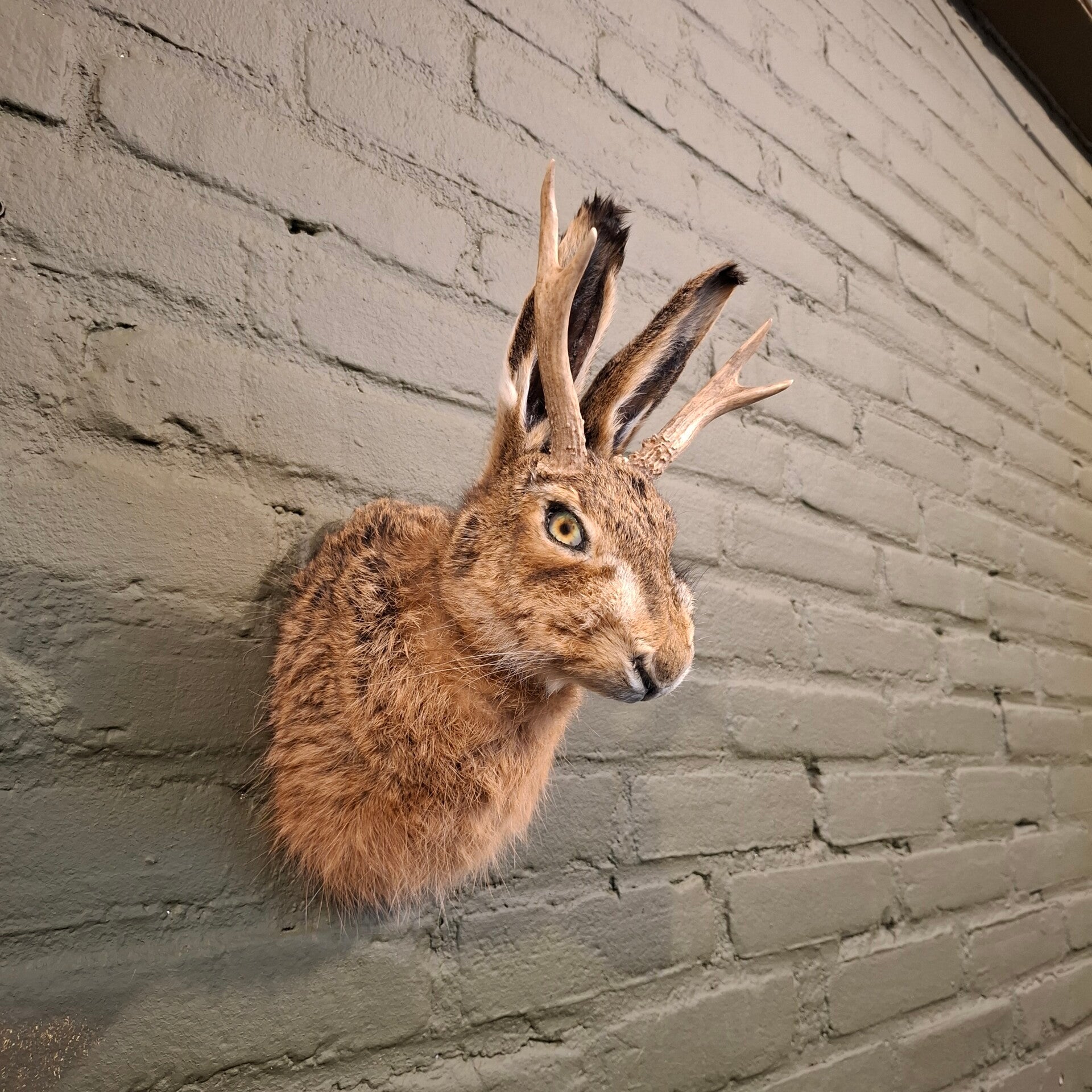 Jackalope borst preparaat