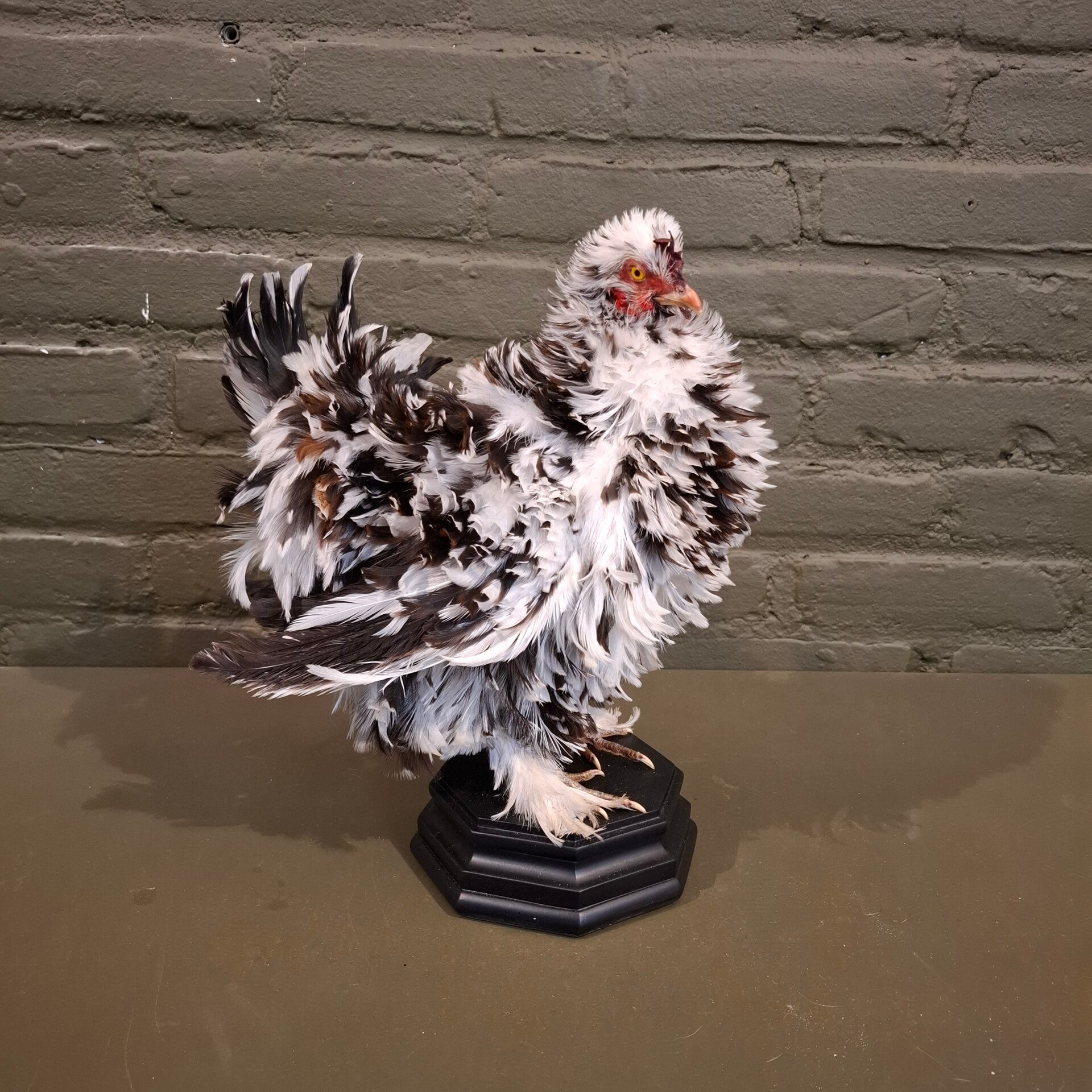 opgezette kriel kipje