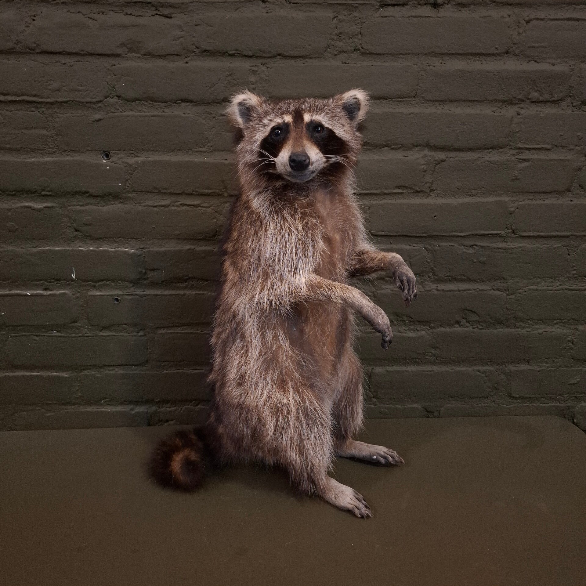 Geprepareerde Wasbeer live size