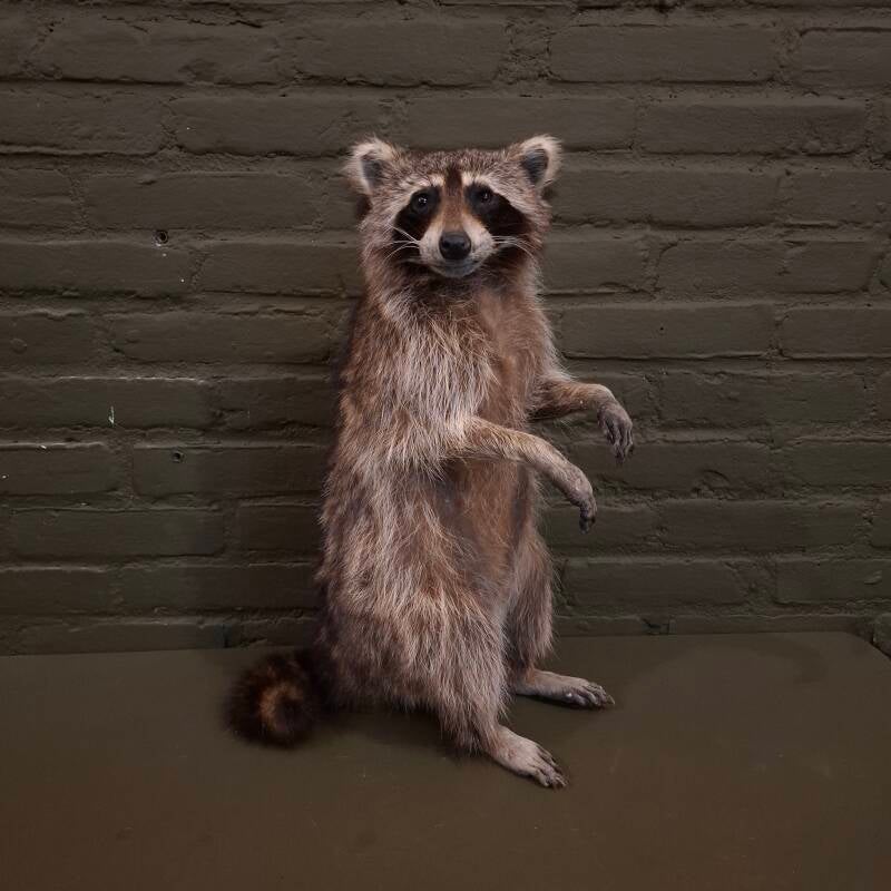  workshop goud fazant