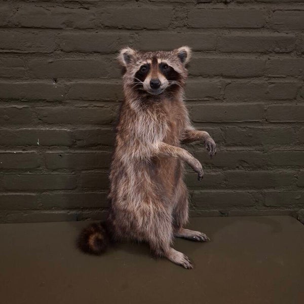 Geprepareerde Wasbeer live size