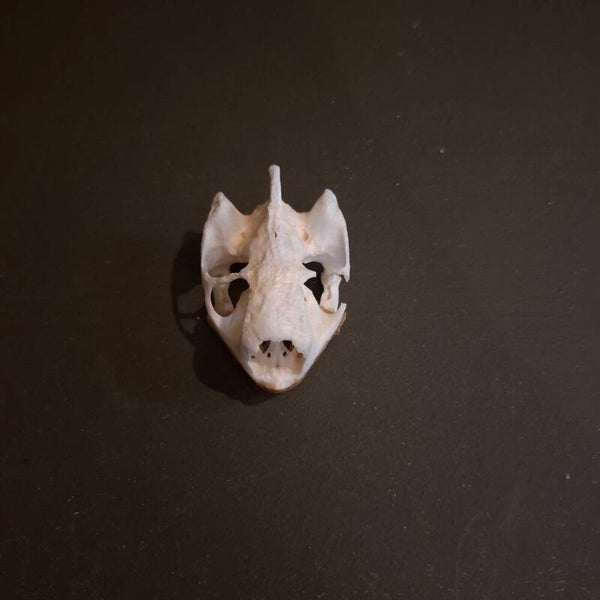 Landschild pad schedel