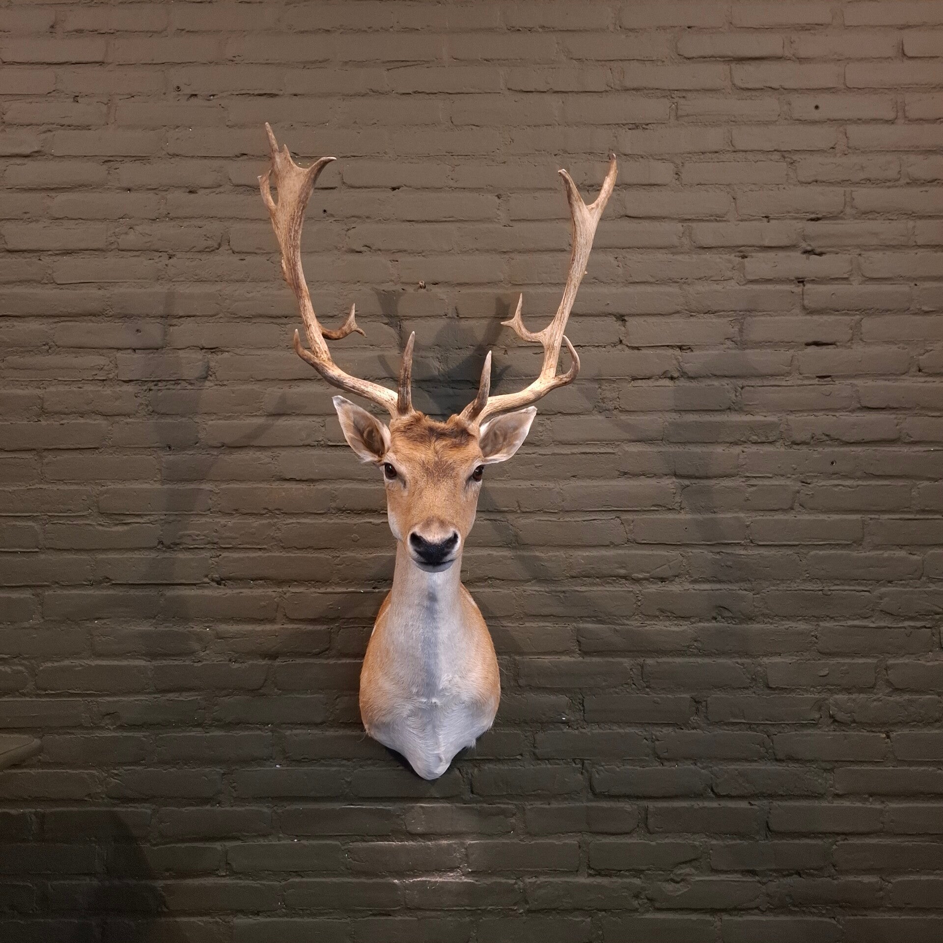 damhert opgezet geprepareerd