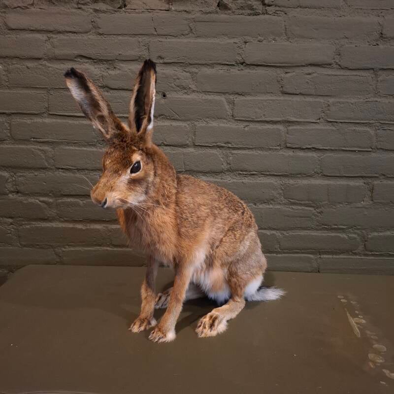 geprepareerde haas konijn