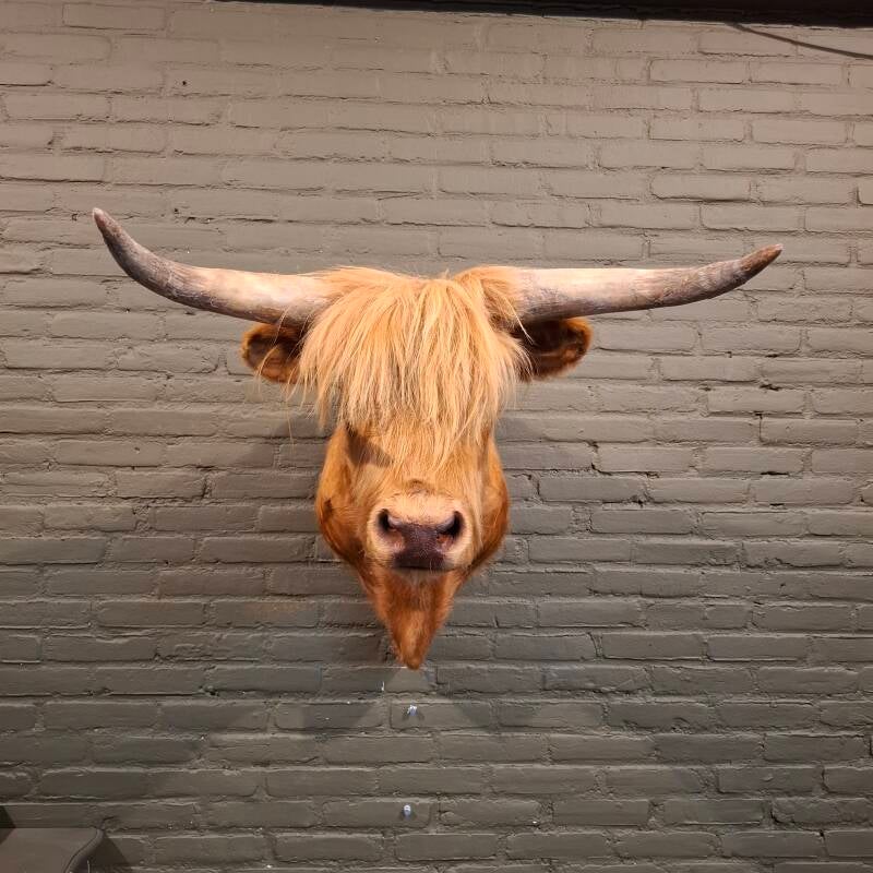 opgezette schotse hooglander