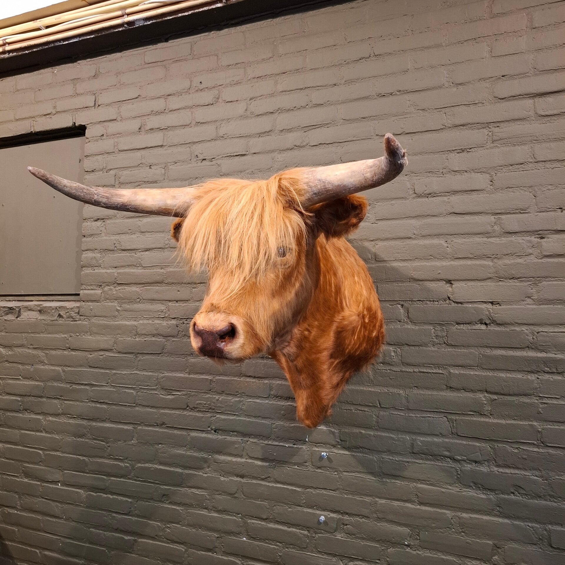 geprepareerde schotse hooglander