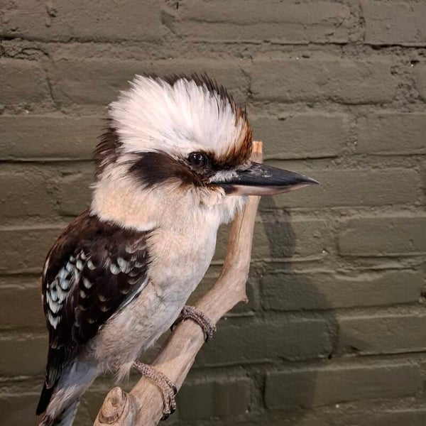 Opgezette Kookaburra