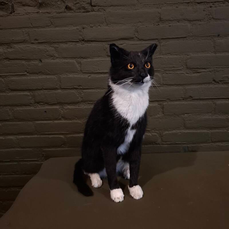 geprepareerde poes kat