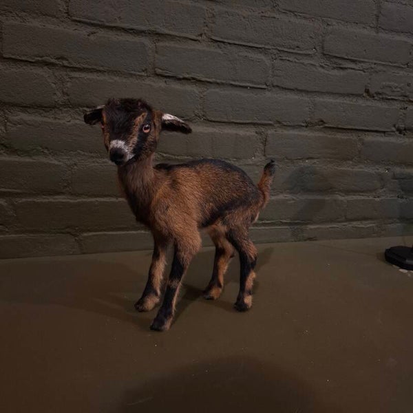 opgezet baby dwerg geitje