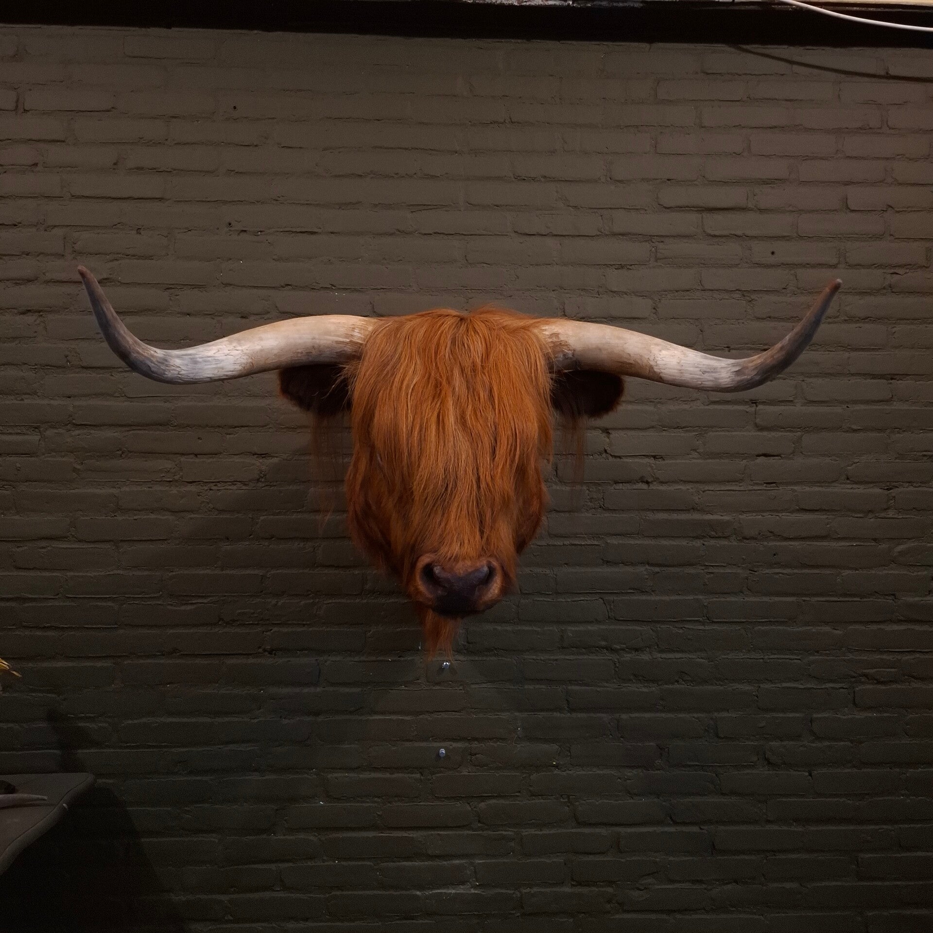 een geprepareerde texas longhorn