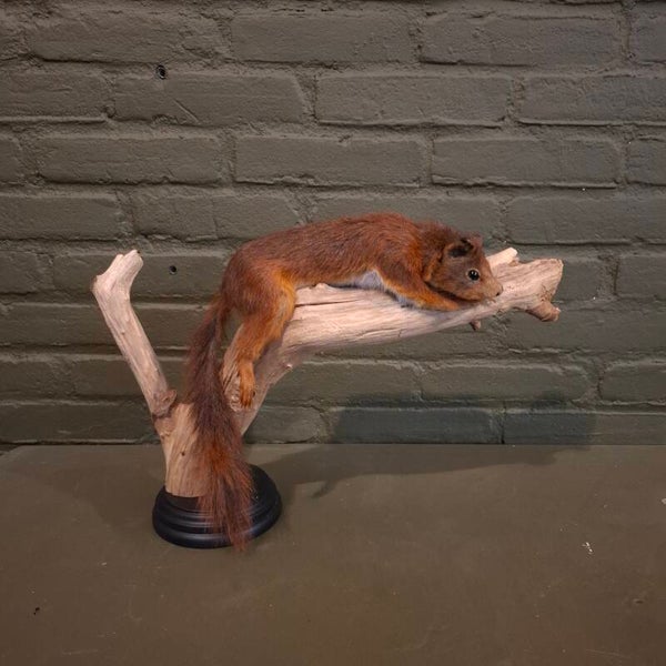 Liggende eekhoorn op een tak