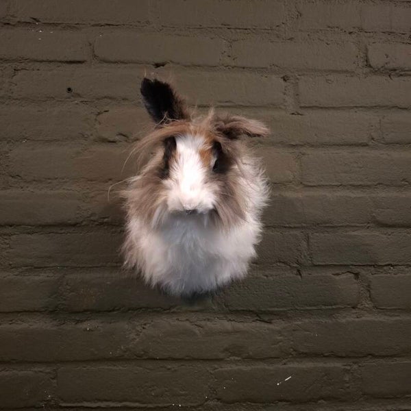 Angora konijn shouder mound