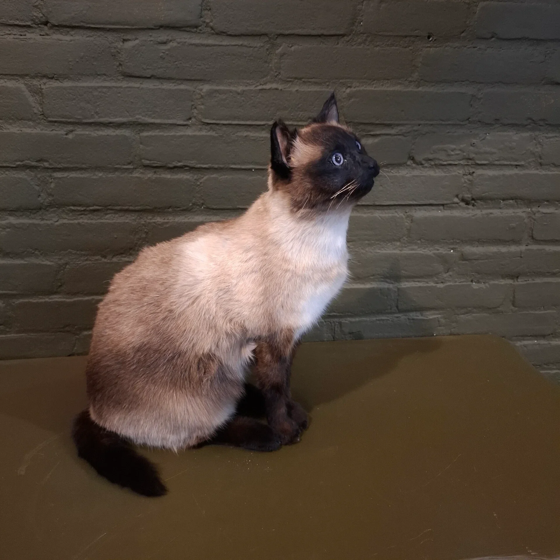 een geprepareerde rood bonte kat