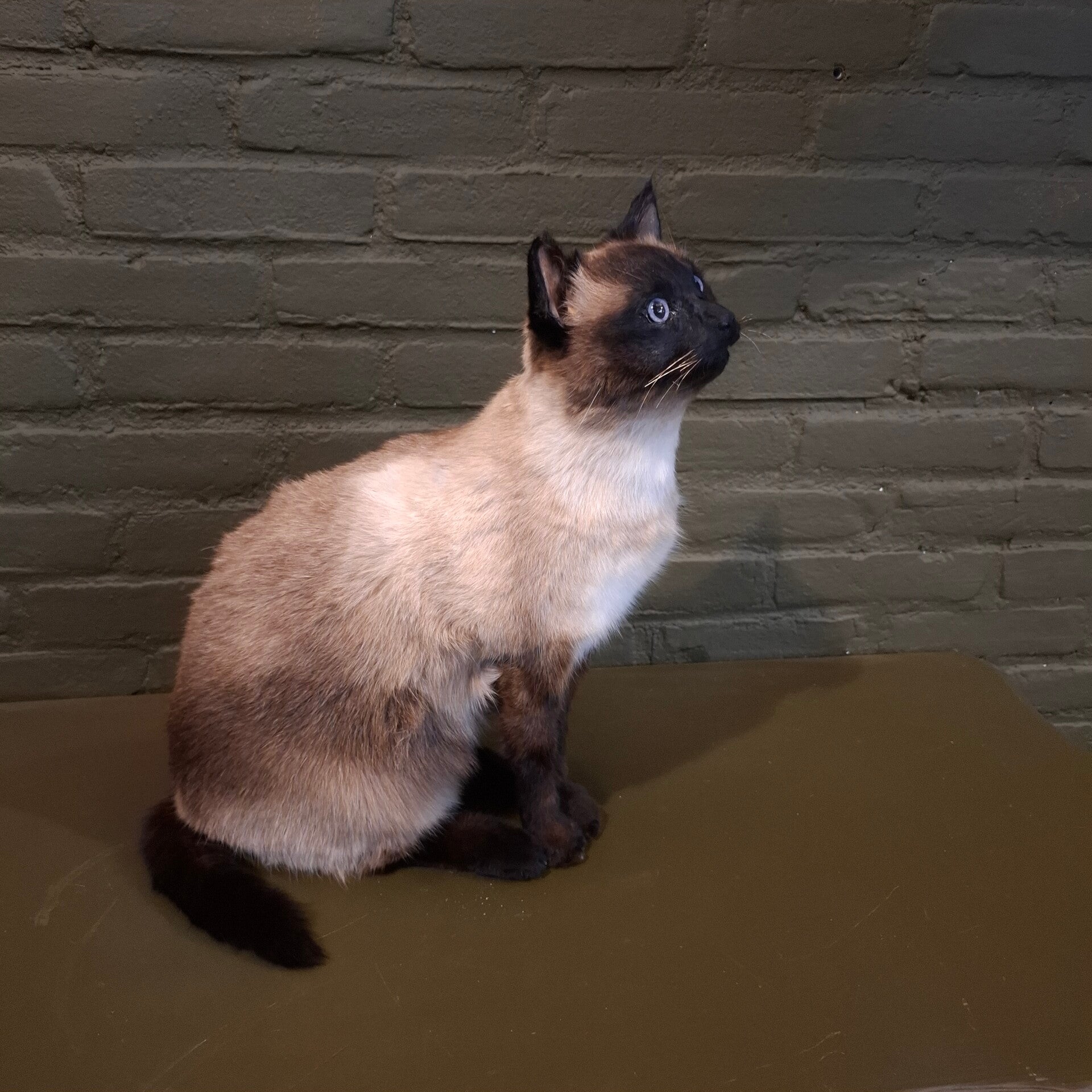 Geprepareerde poes