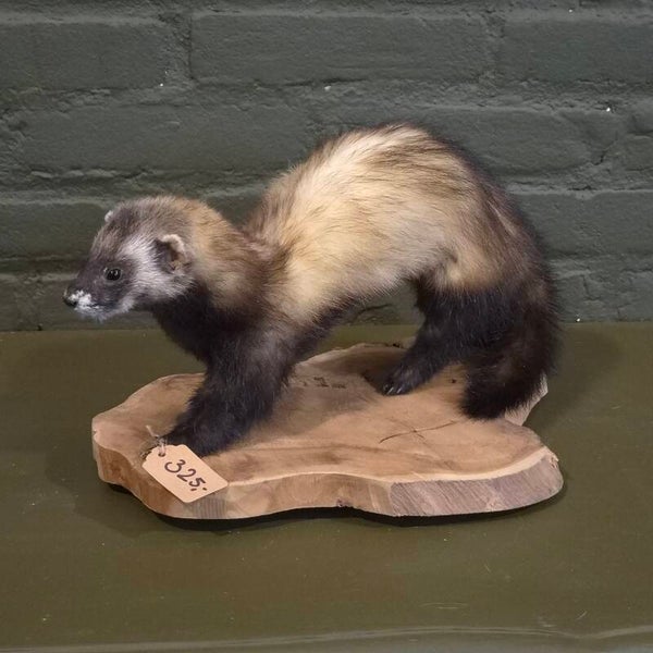 opgezette bunzing