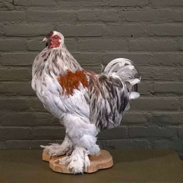 geprepareerde brahma haan