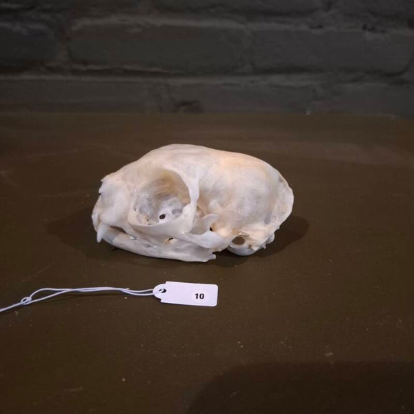 katten schedel 06
