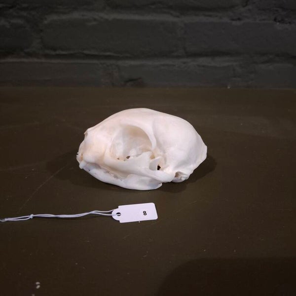 Bengaal katten schedel 08