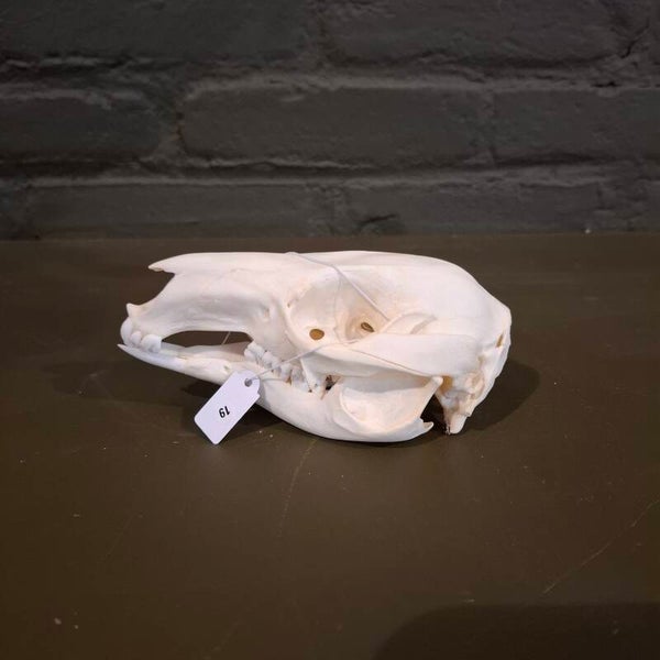 wallaby schedel 19
