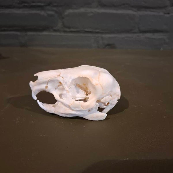juveniele capibara schedel 37