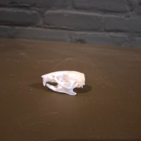 ratten schedel 43