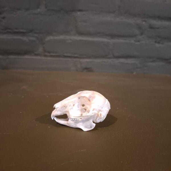 baby konijn 52
