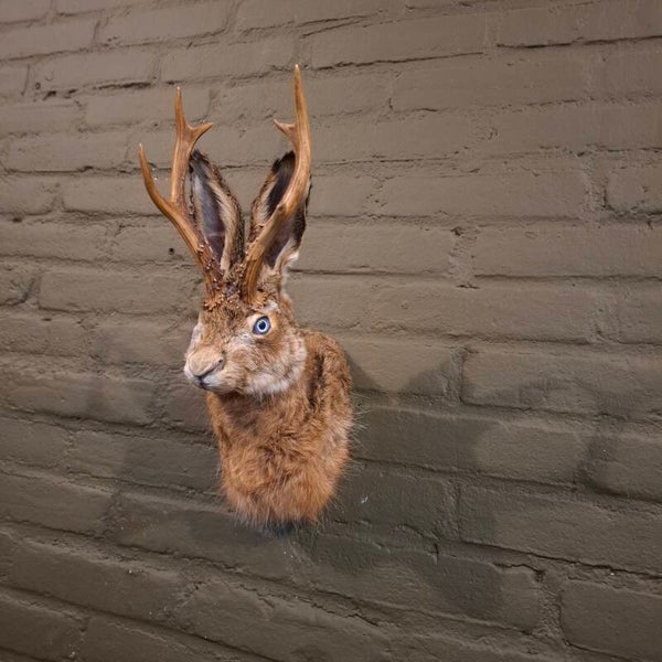 Jackalope borst preparaat
