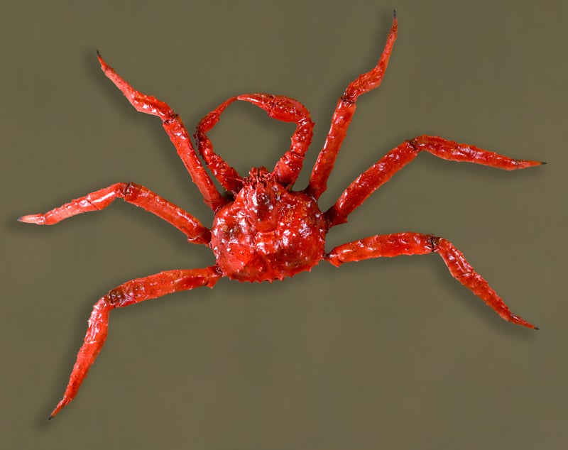 geprepareerde-king-krab