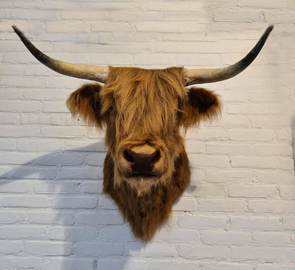 geprepareerde-bruine-schotsehooglader