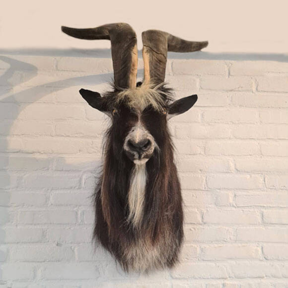 geprepareerde-landgeit