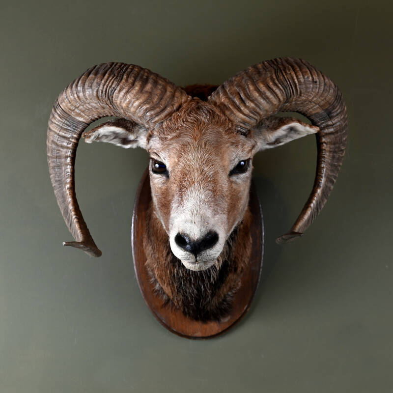 geprepareerde-moeflon