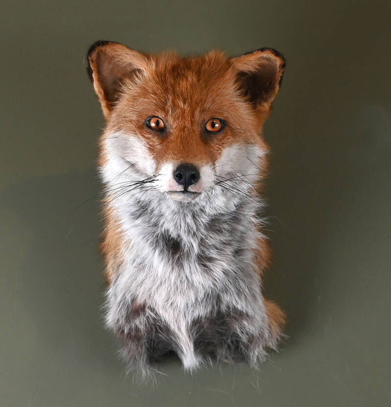 geprepareerde-rode-vos