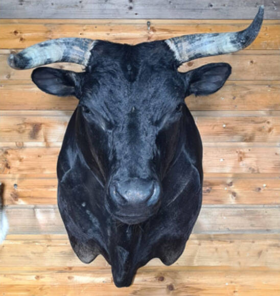 geprepareerde-spaanse-vechtstier