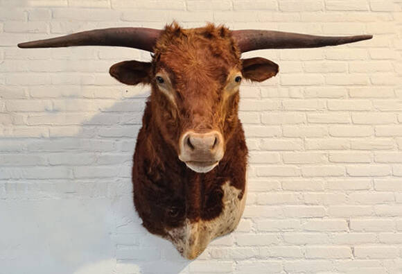 geprepareerde-texas-longhorn