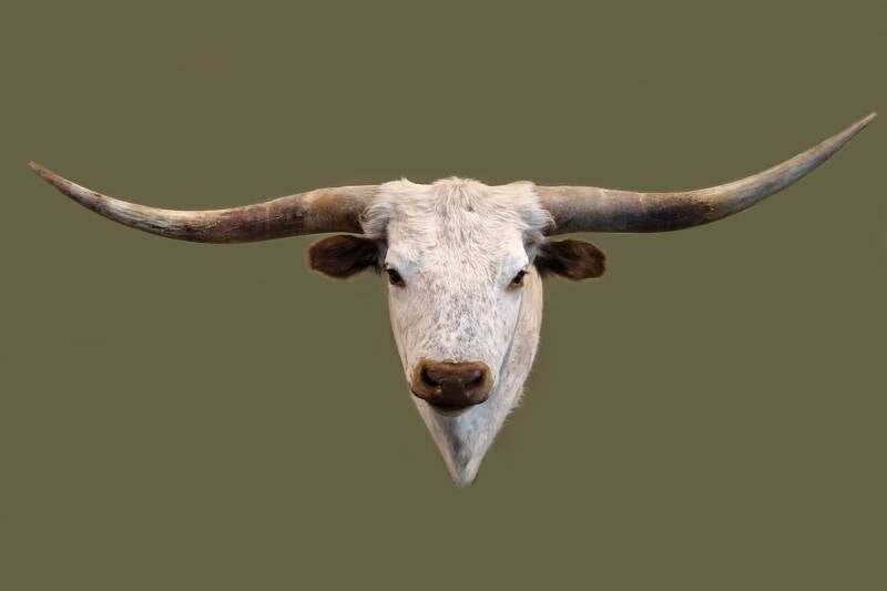 geprepareerde-texas-longhorn