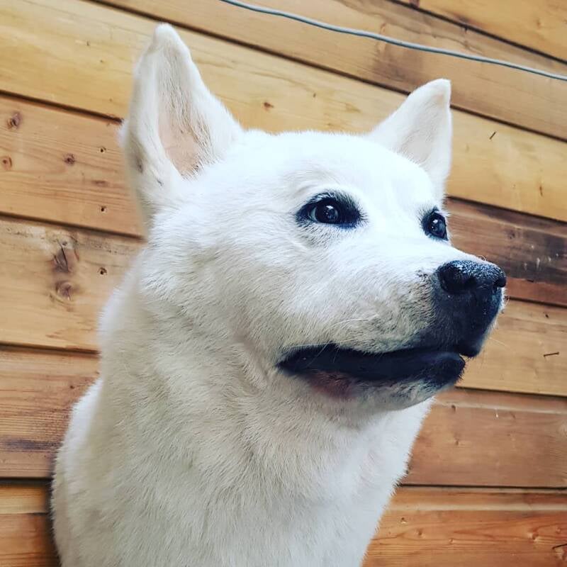 geprepareerde-witte-hond