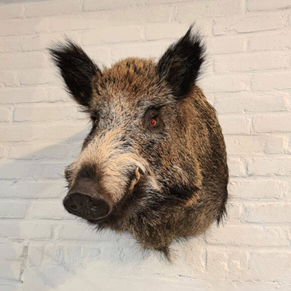 geprepareerde-wild-zwijn