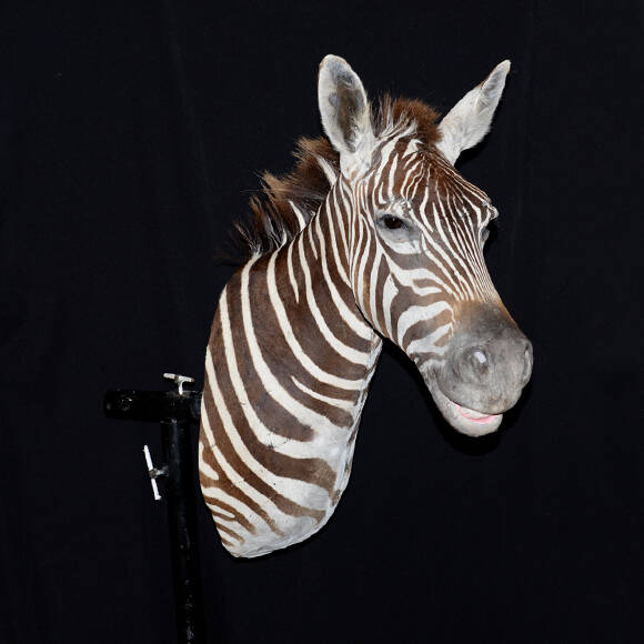 geprepareerde-zebrapaart