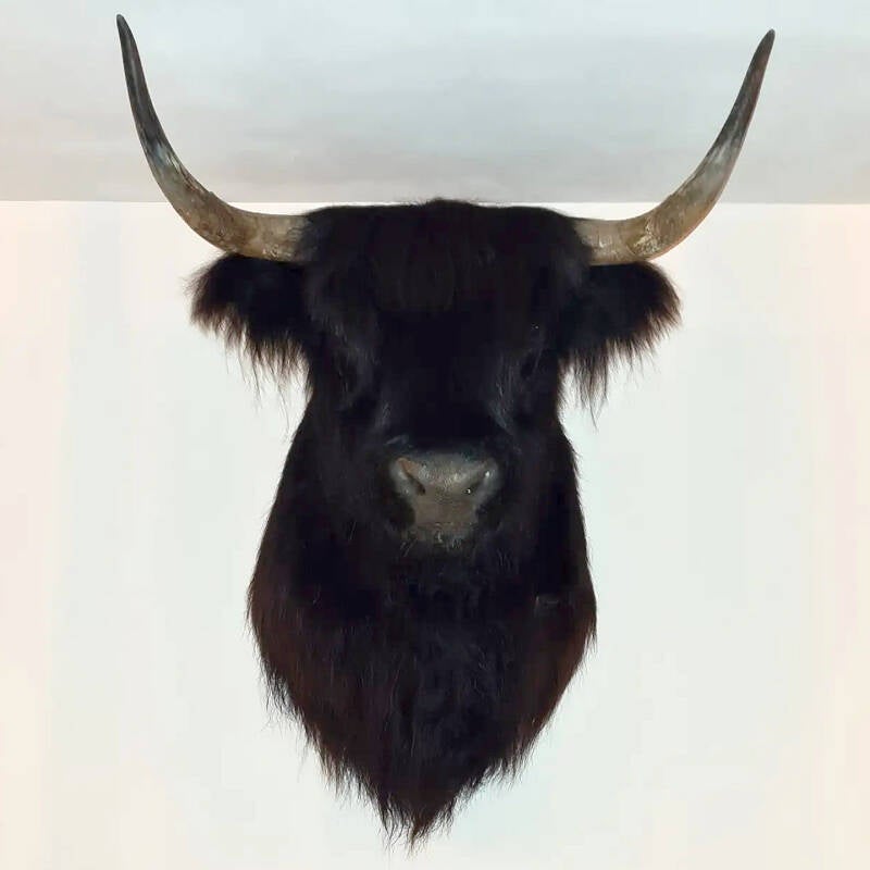 geprepareerde-zwarte-schotse-hooglander