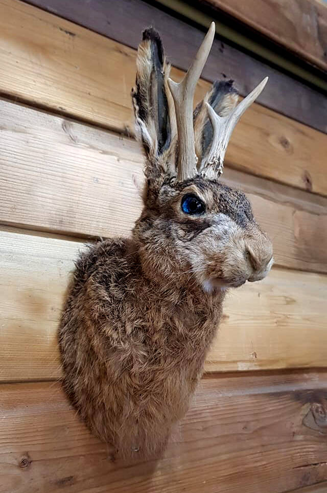 geprepareerde-jackalope