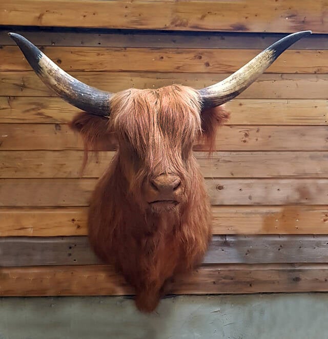 geprepareerde-schotse-hooglander