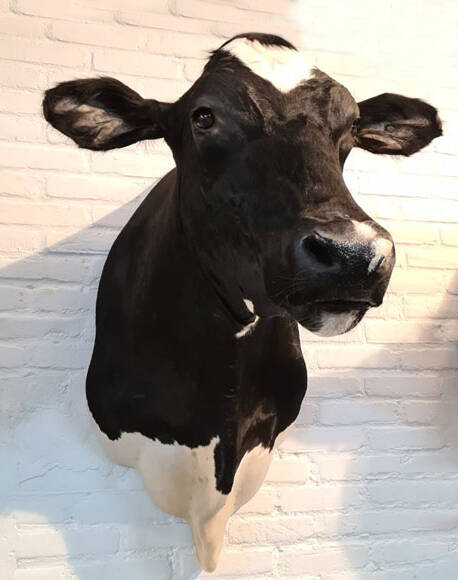 geprepareerde-zwarte-bonte-koe