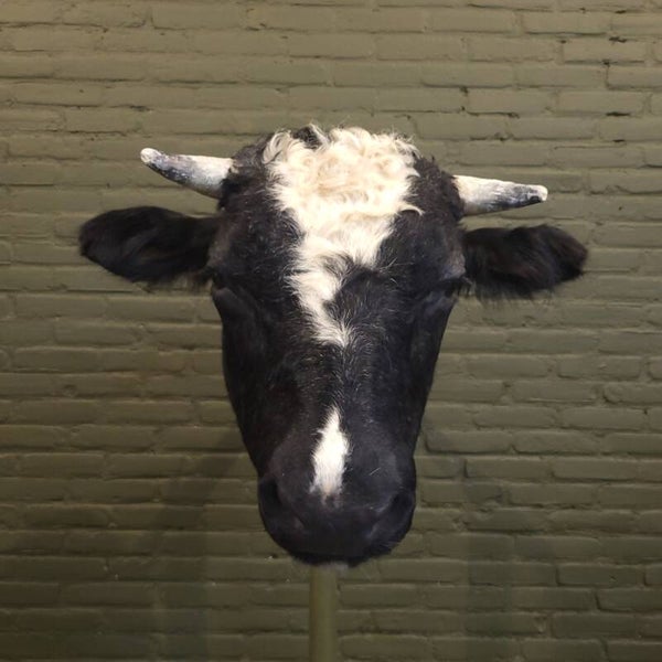 Dikbil Stier Geprepareerd