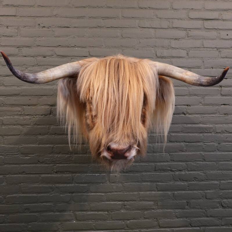 opgezette schotse hooglander koe