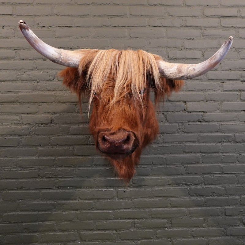 opgezette schotse hooglander