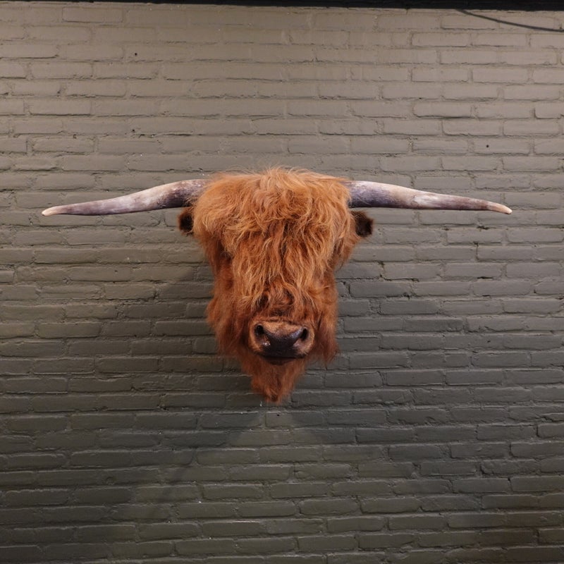 opgezette koe schotse hooglander