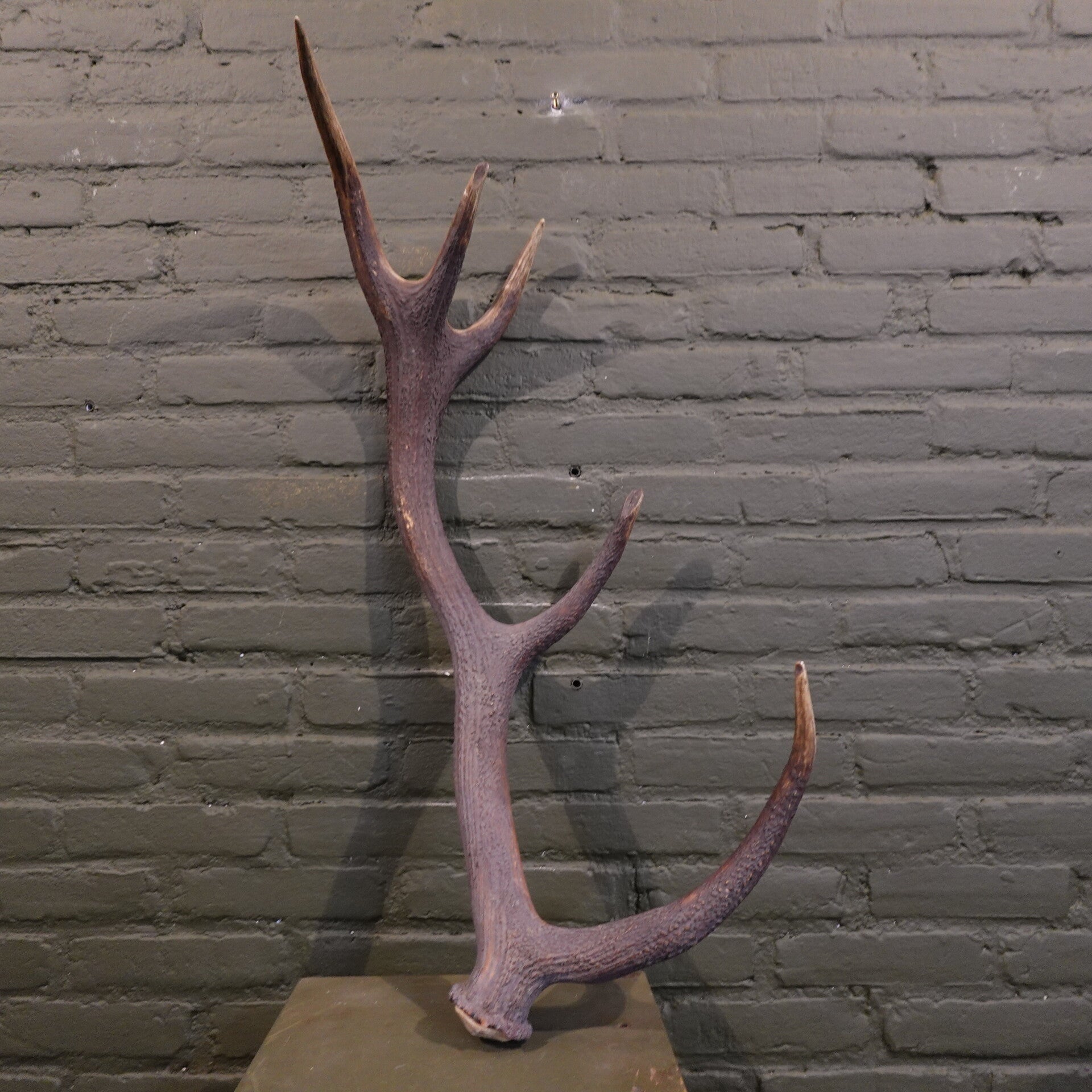 Edelhert afwerpstang