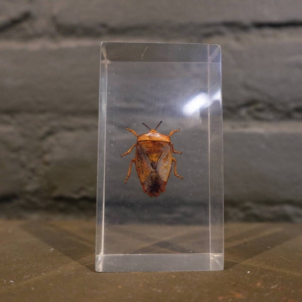 Insect in epoxy