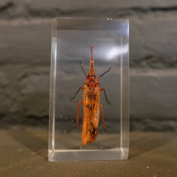 Insect in epoxy