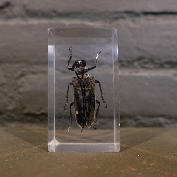 Insect in epoxy